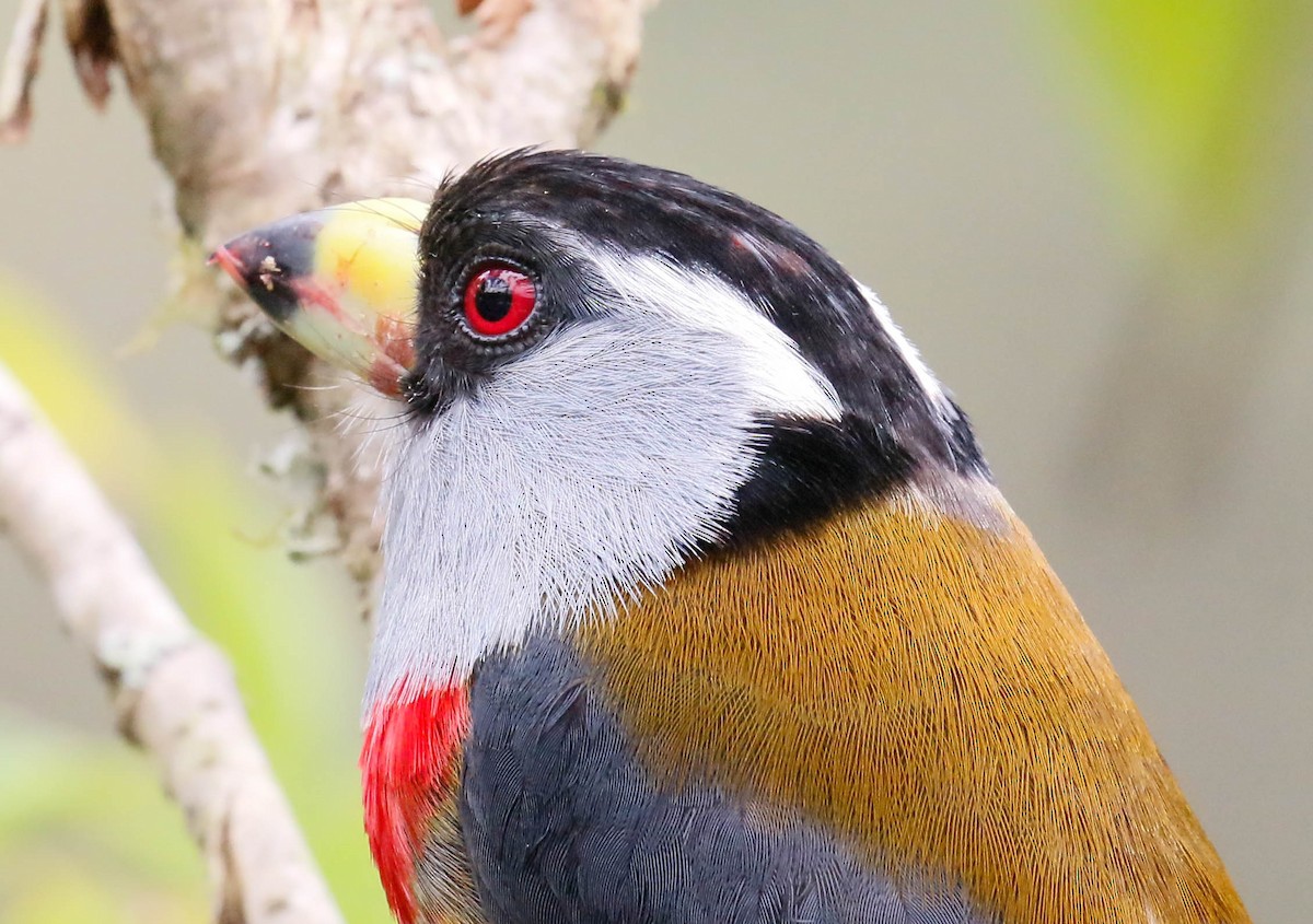 Toucan Barbet - ML629109331