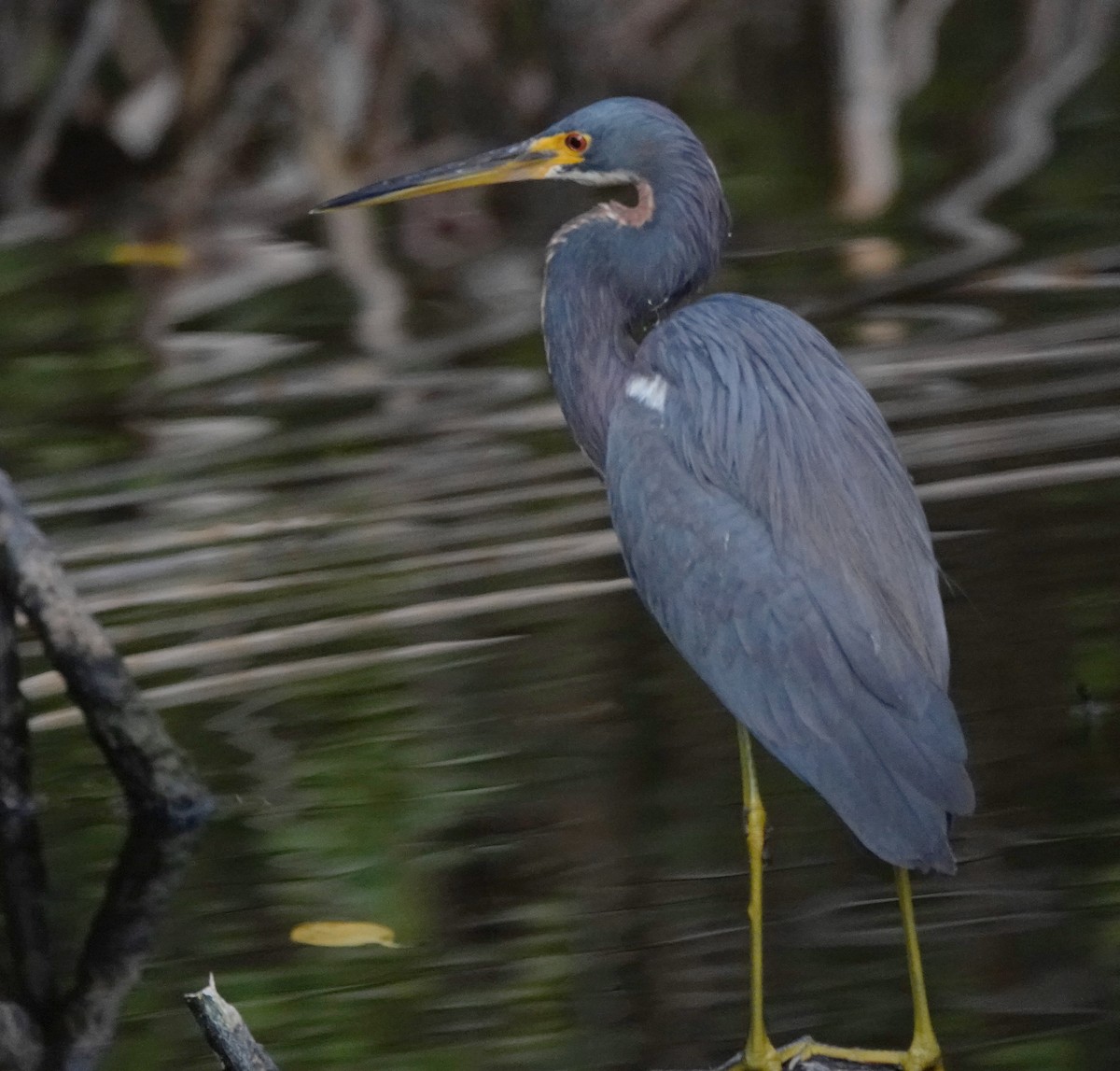 Great Blue Heron - ML629109343