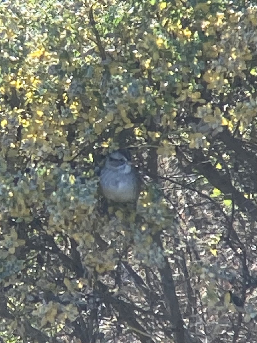 Swamp Sparrow - ML629109393