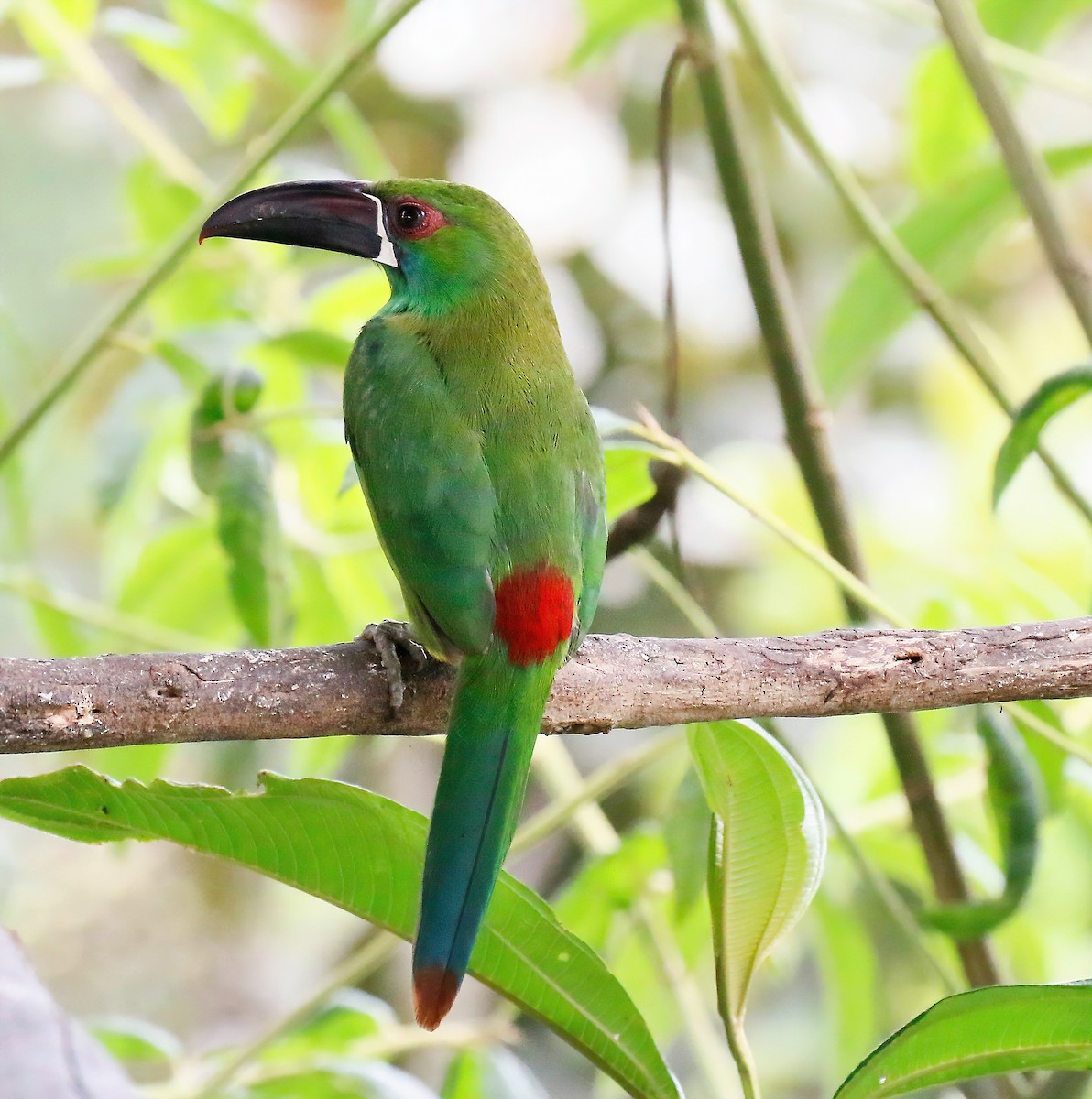 Crimson-rumped Toucanet - ML629109410