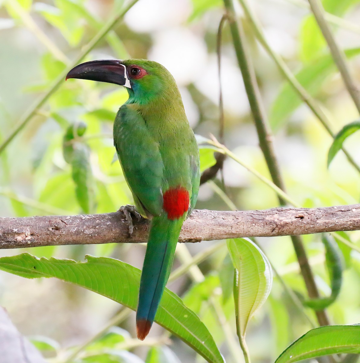 Crimson-rumped Toucanet - ML629109417