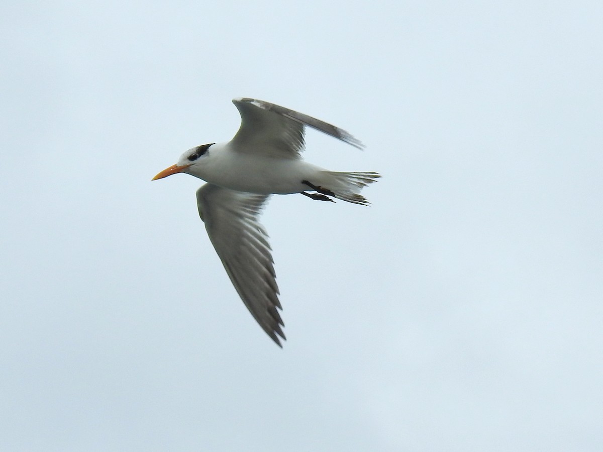 Royal Tern - ML629109422