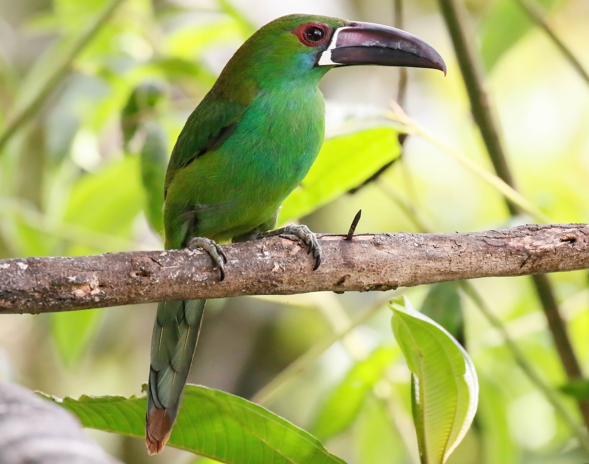 Crimson-rumped Toucanet - ML629109425