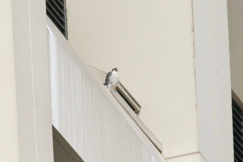 Эгэл шонхор - ML629109473