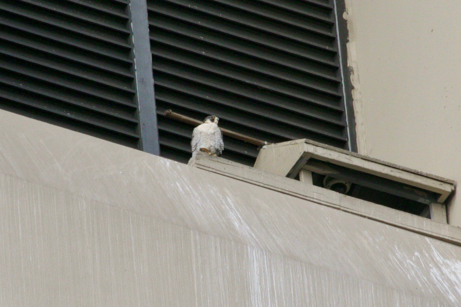 Эгэл шонхор - ML629109474