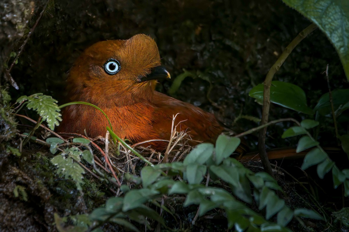 Andean Cock-of-the-rock - ML629109478