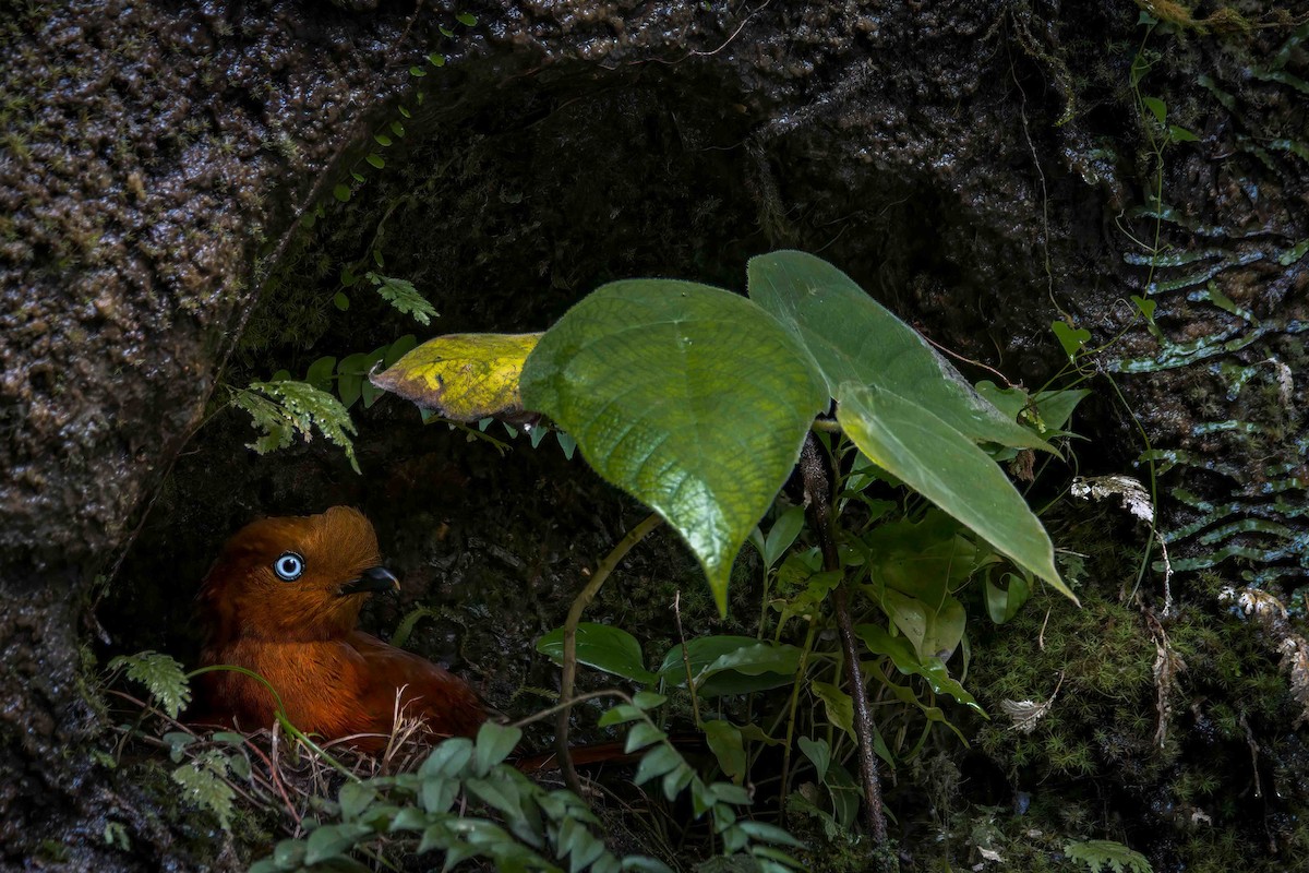 Andean Cock-of-the-rock - ML629109479