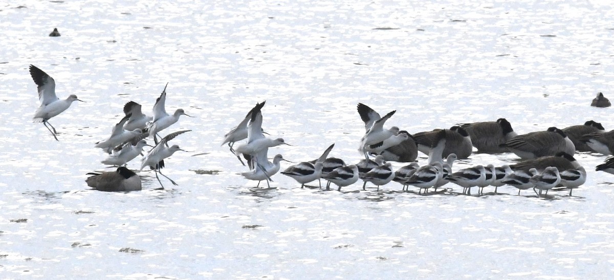 American Avocet - ML629109481