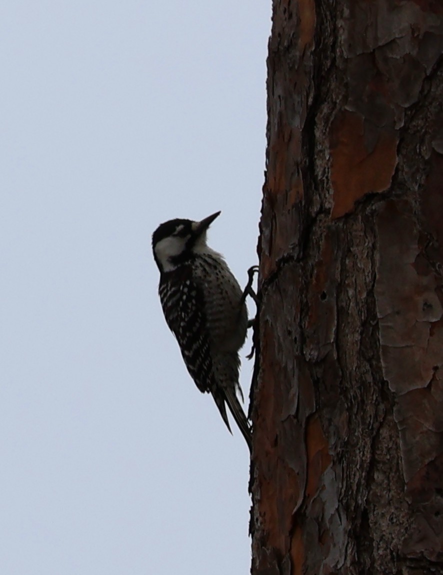 Red-cockaded Woodpecker - ML629109489