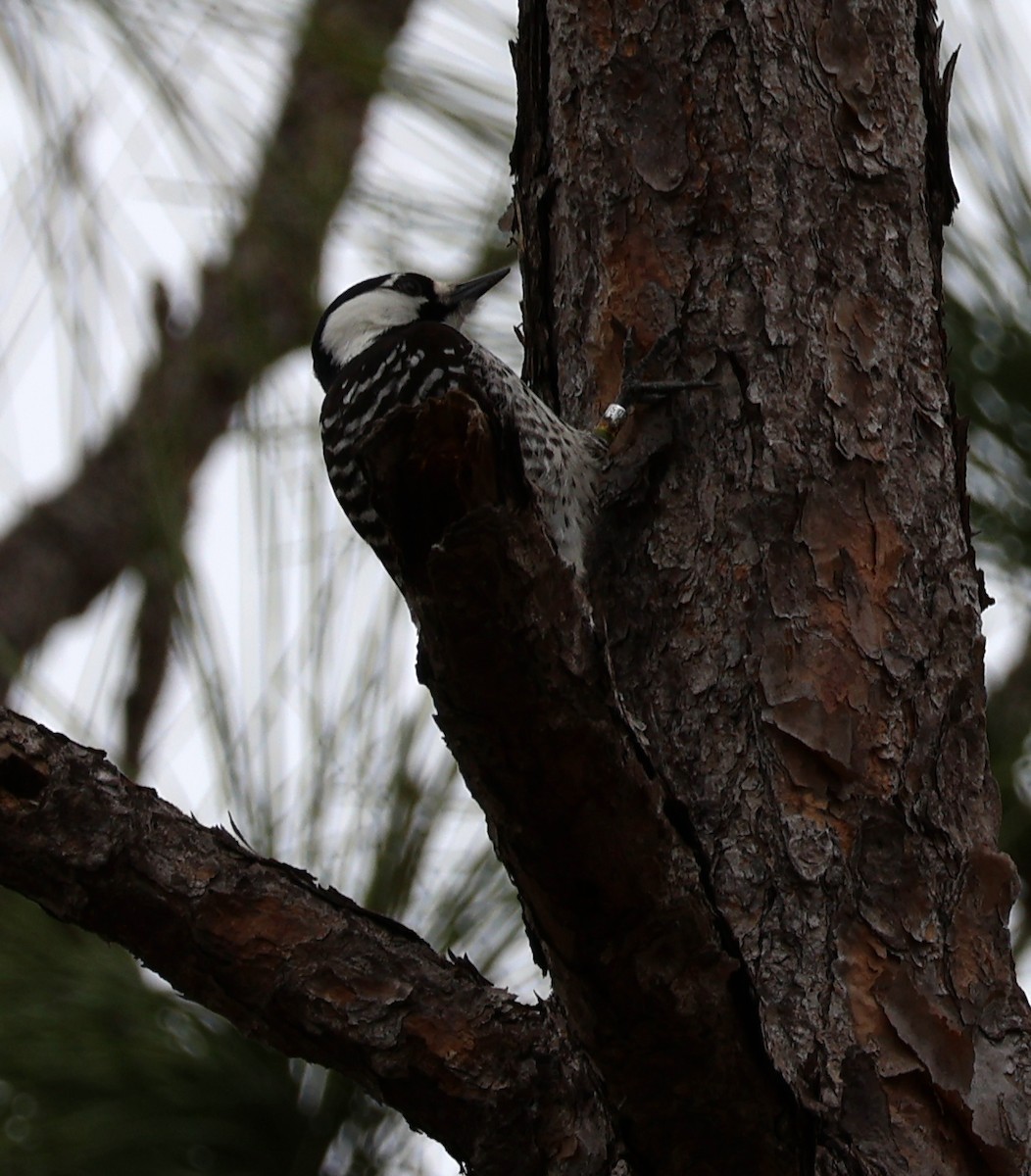 Red-cockaded Woodpecker - ML629109490