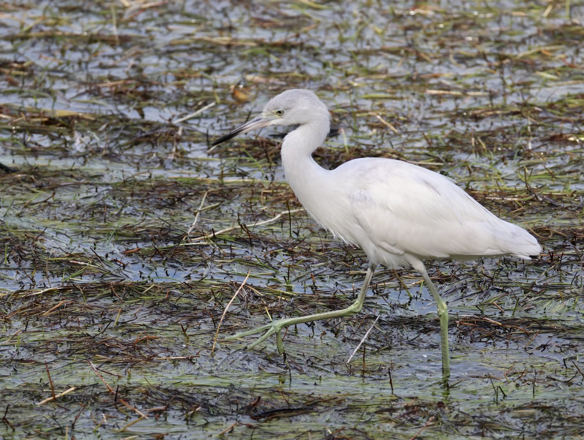 Little Blue Heron - ML629109556