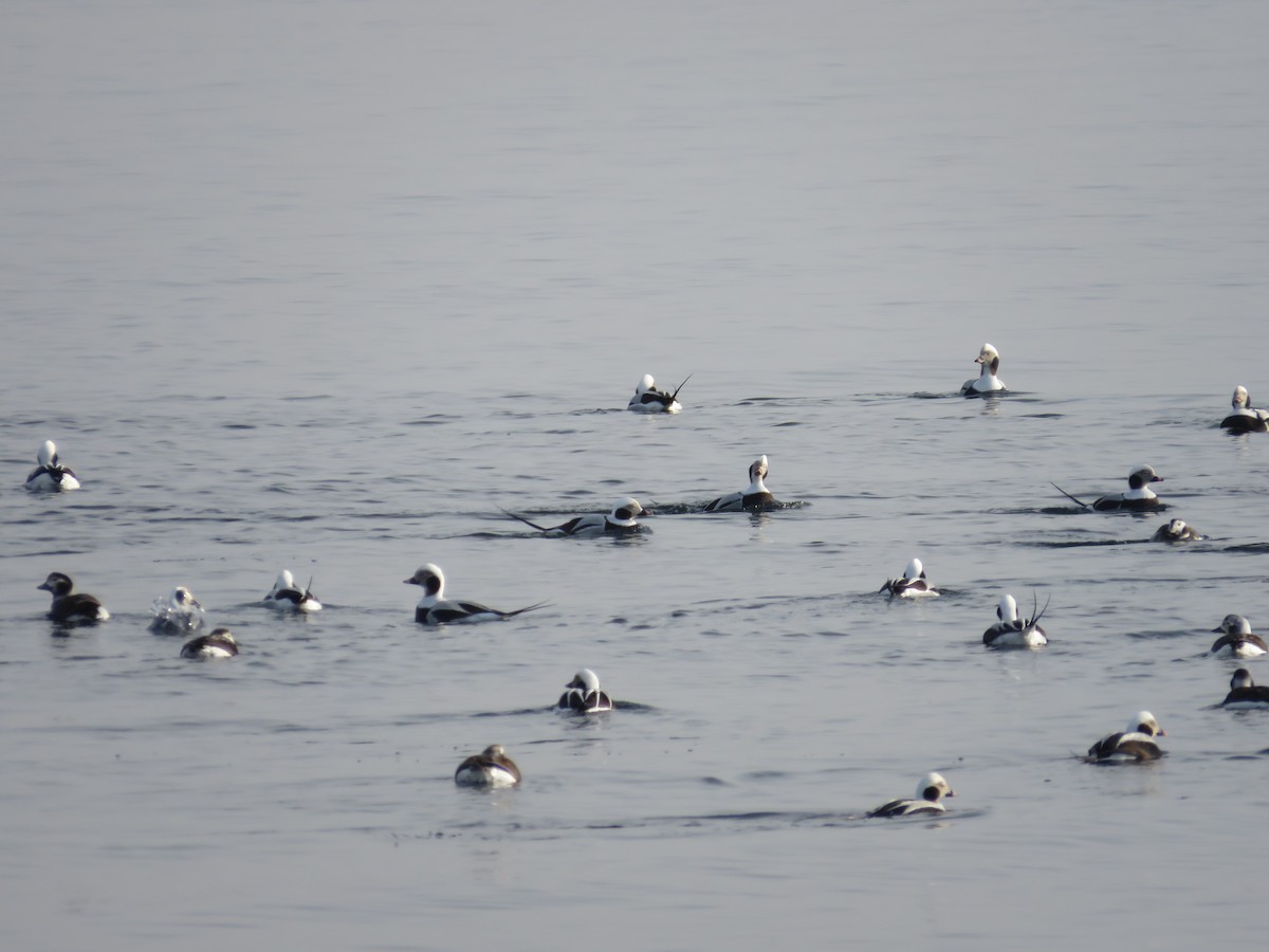 Long-tailed Duck - ML629109569