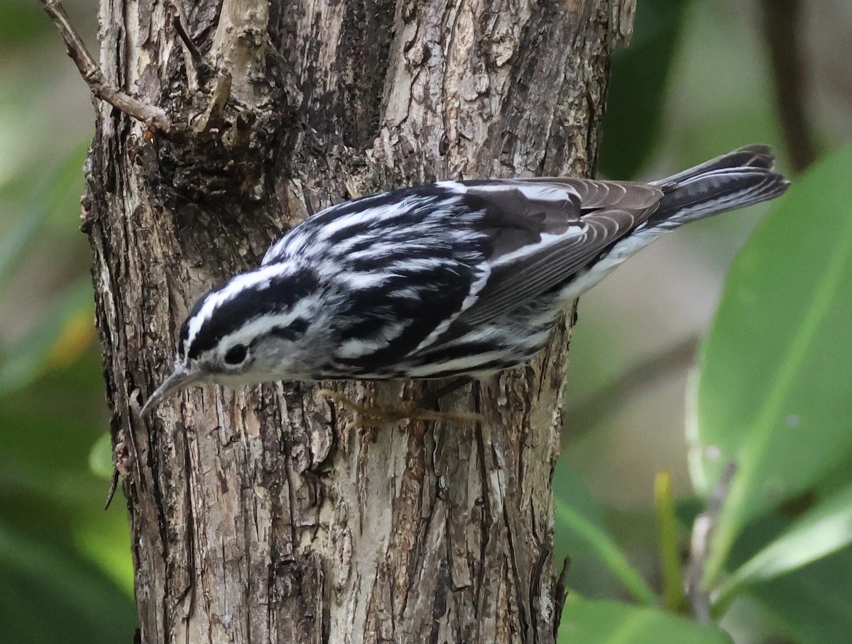 Black-and-white Warbler - ML629109570