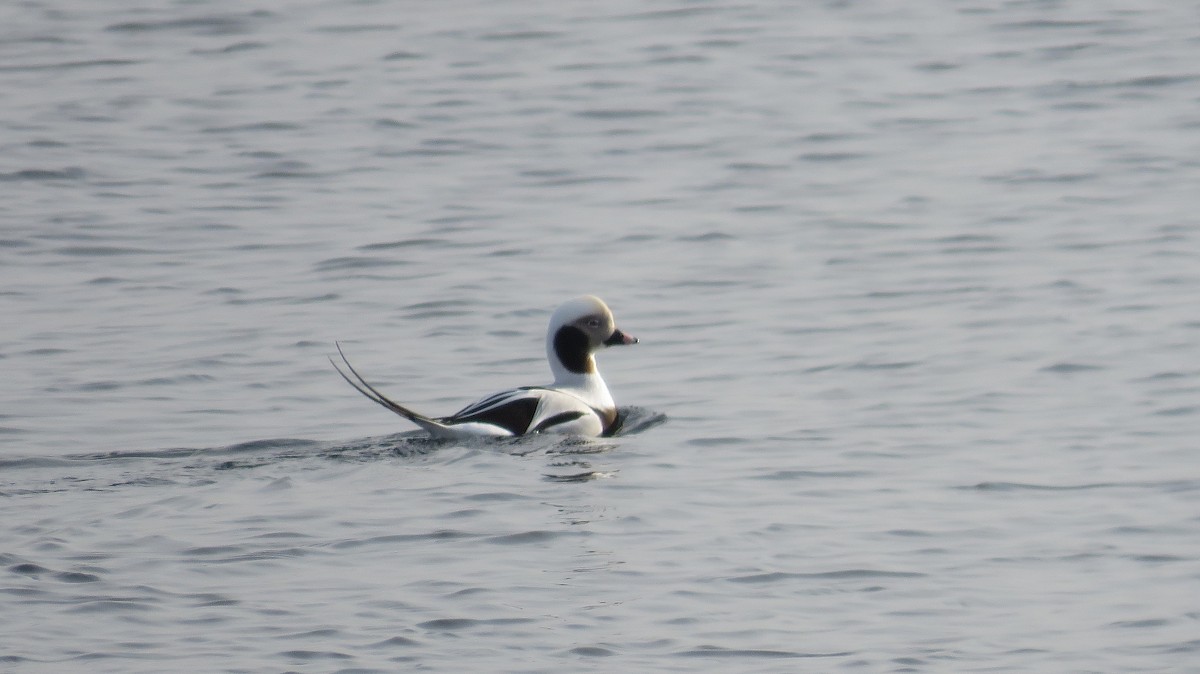 Long-tailed Duck - ML629109574