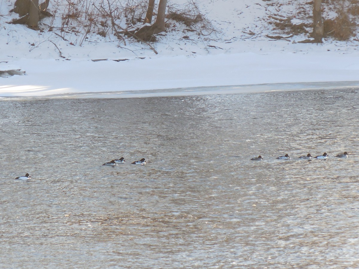 Common Goldeneye - ML629109599