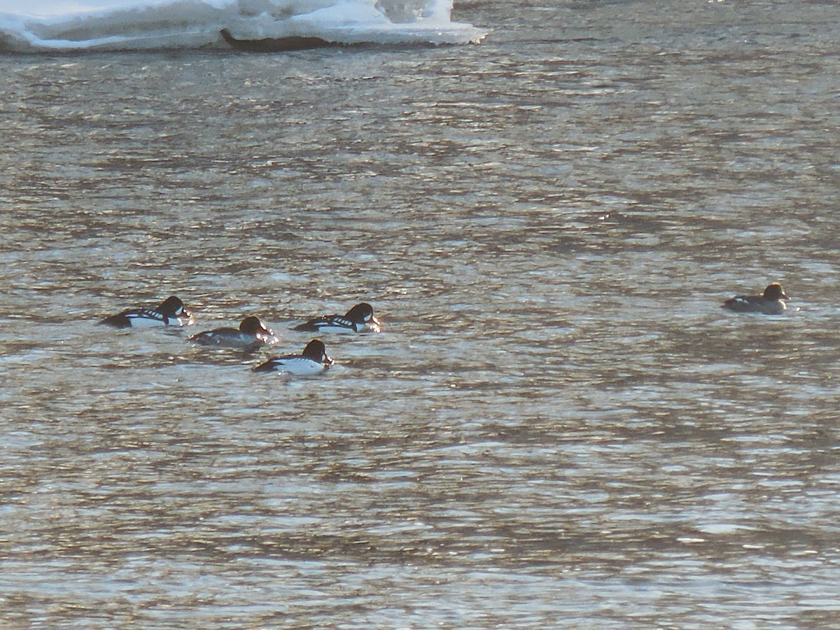 Common Goldeneye - ML629109600