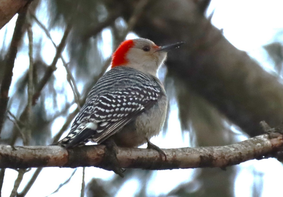 Red-bellied Woodpecker - ML629109615