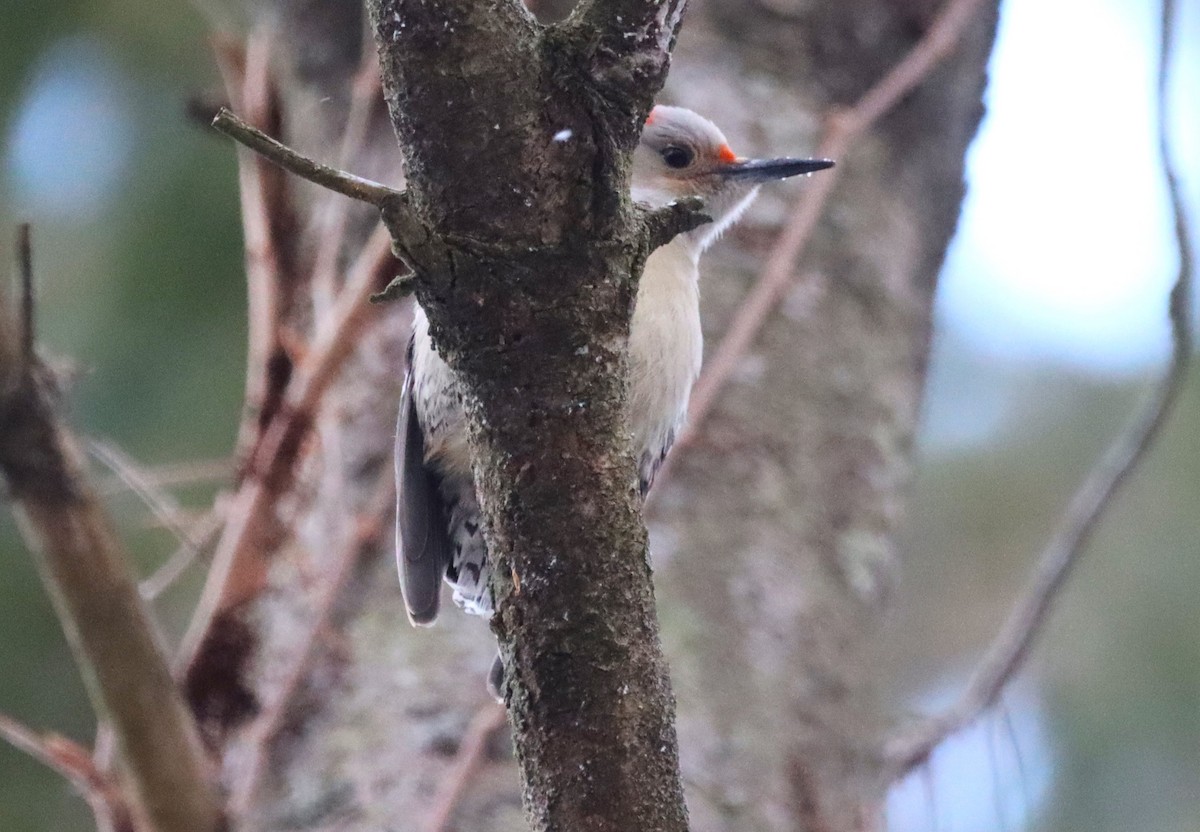 Red-bellied Woodpecker - ML629109618