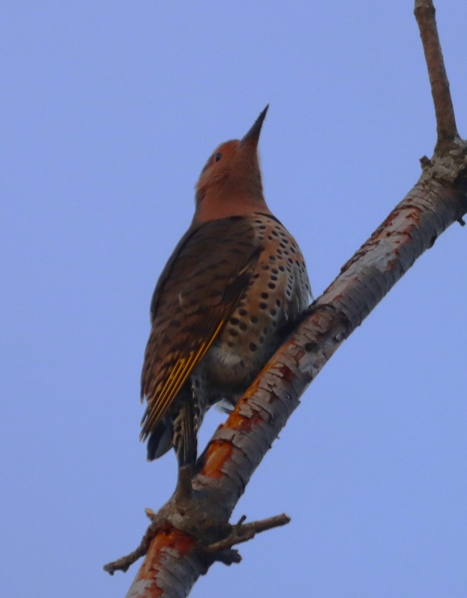 Northern Flicker - ML629109624