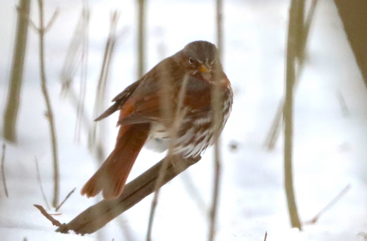 Fox Sparrow - ML629109629