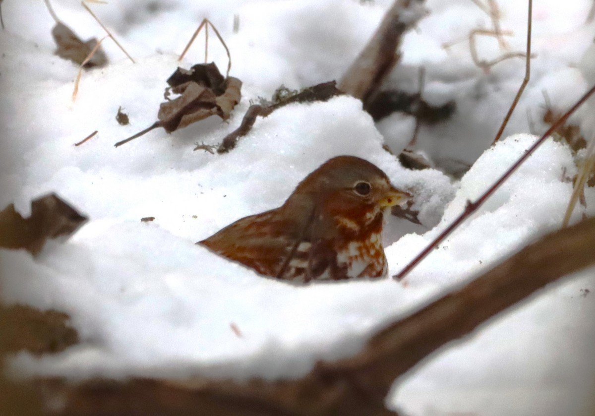 Fox Sparrow - ML629109630