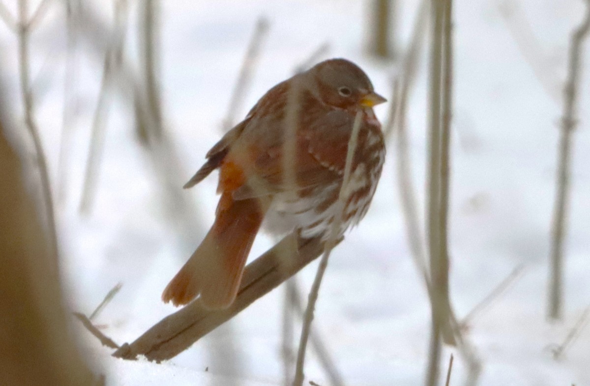 Fox Sparrow - ML629109631