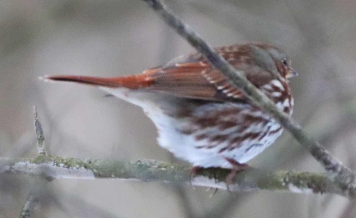 Fox Sparrow - ML629109632