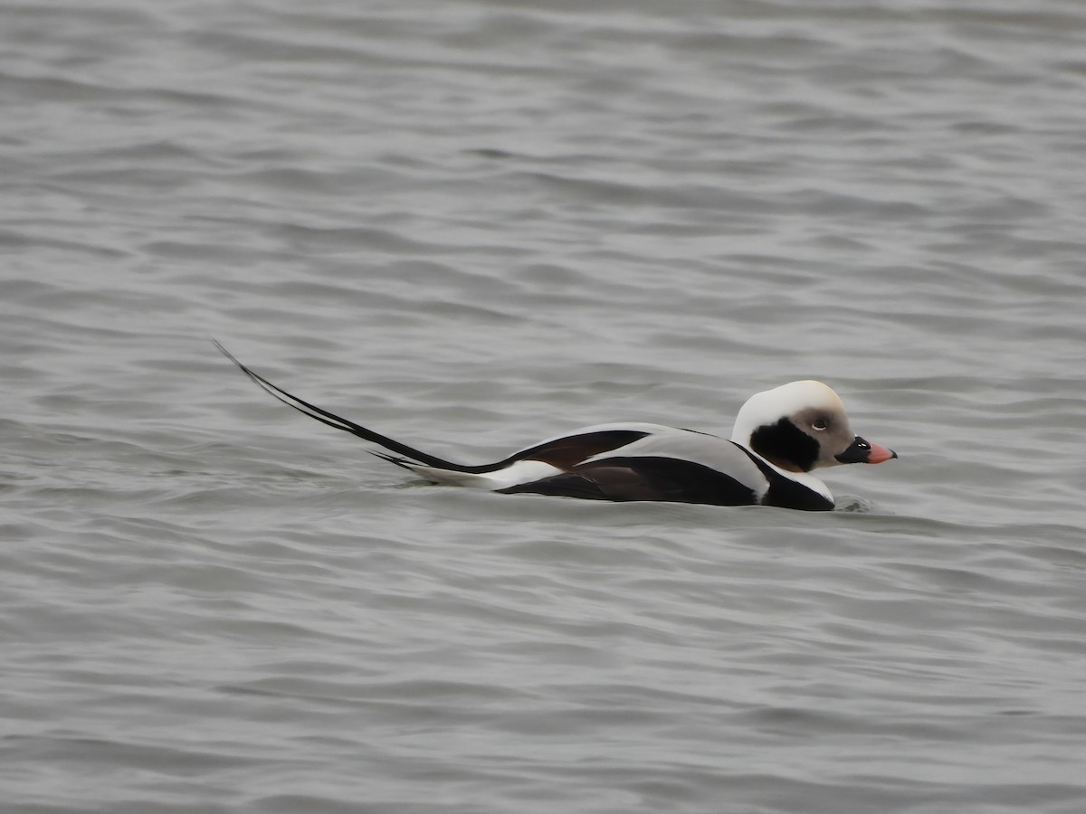 Long-tailed Duck - ML629109636