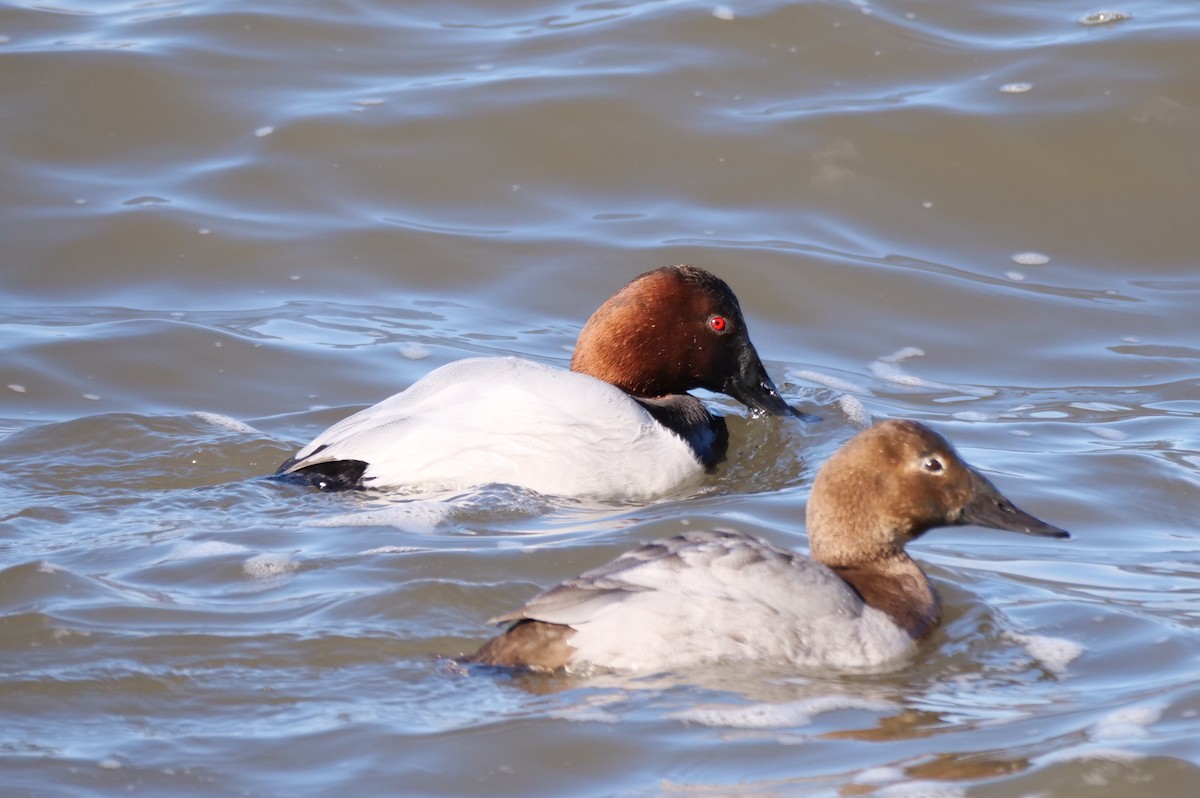 Canvasback - ML629109642