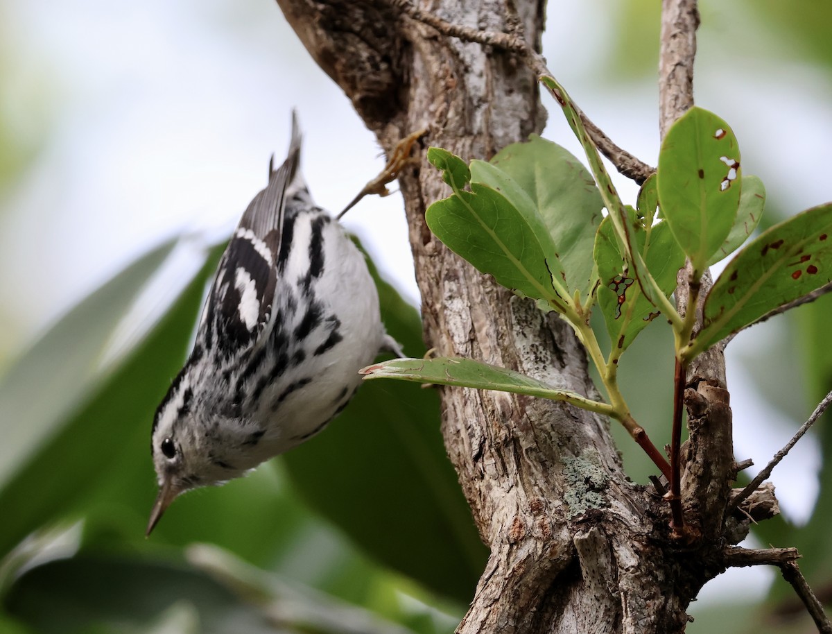 Black-and-white Warbler - ML629109644