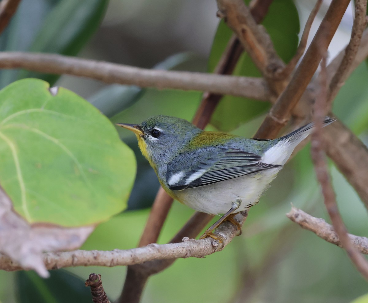 Northern Parula - ML629109655