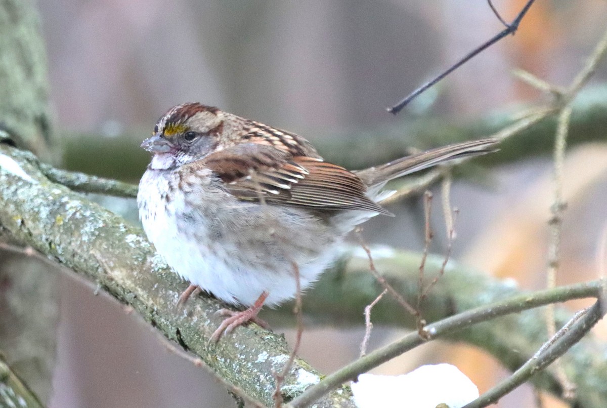 White-throated Sparrow - ML629109660