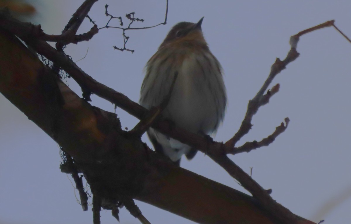 Yellow-rumped Warbler - ML629109673