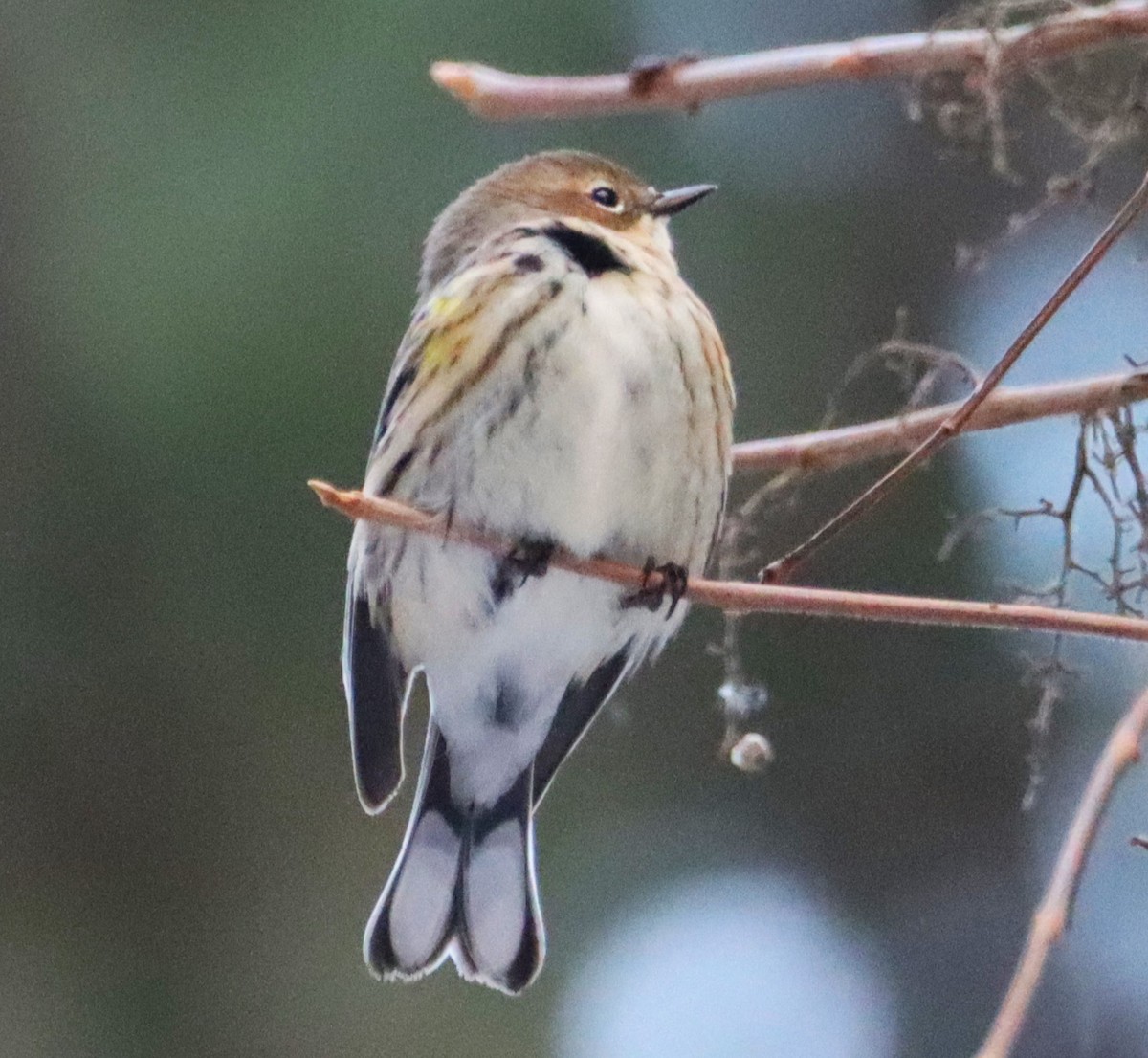 Yellow-rumped Warbler - ML629109674