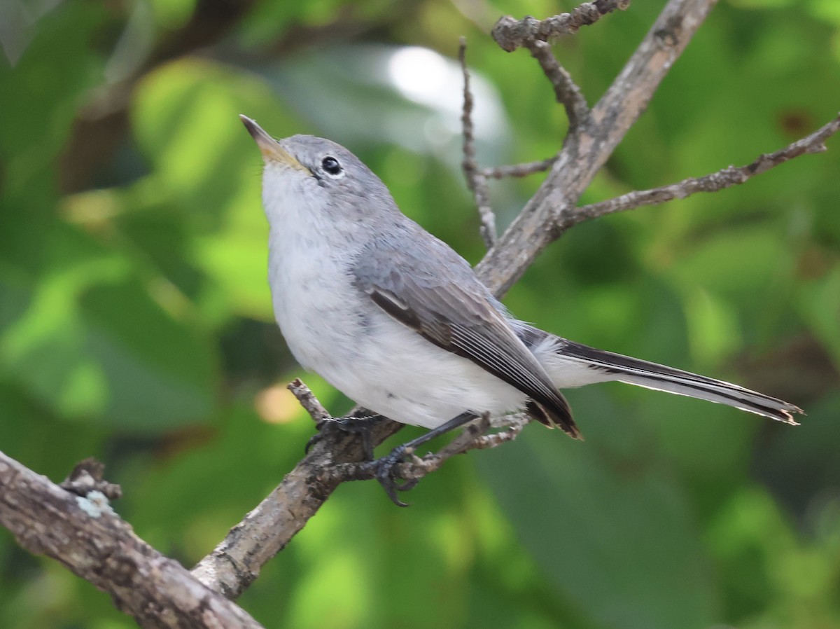 Blue-gray Gnatcatcher - ML629109693