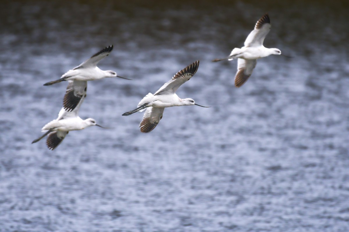 American Avocet - ML629109699