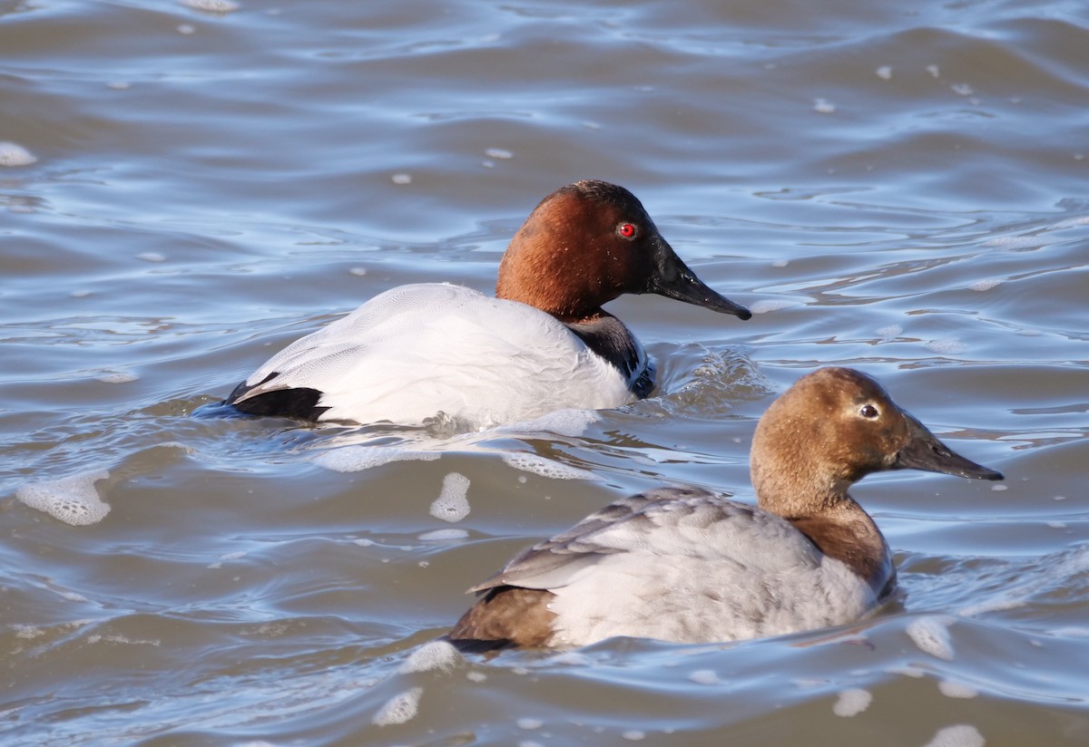 Canvasback - ML629109728