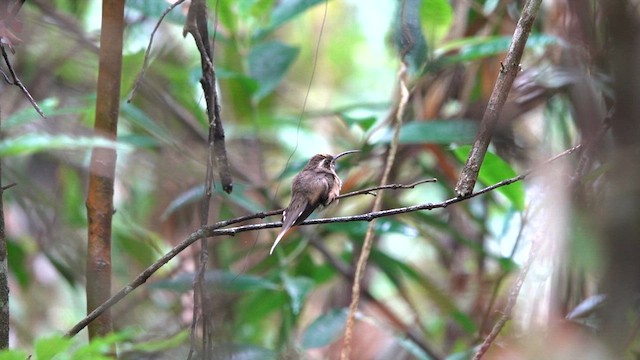 Dusky-throated Hermit - ML629109757