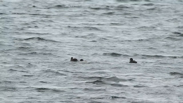 Surf Scoter - ML629109837