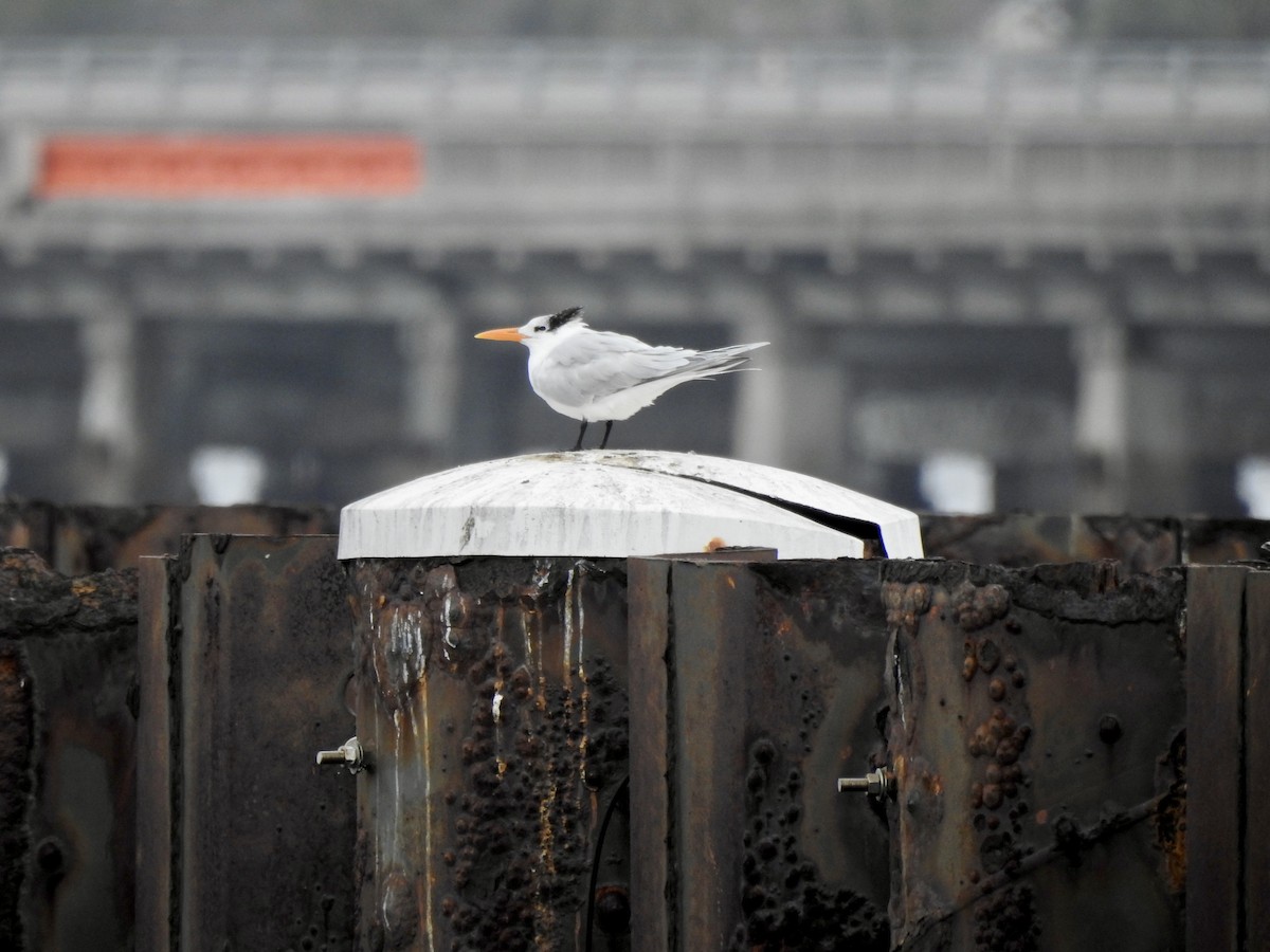 Royal Tern - ML629109882