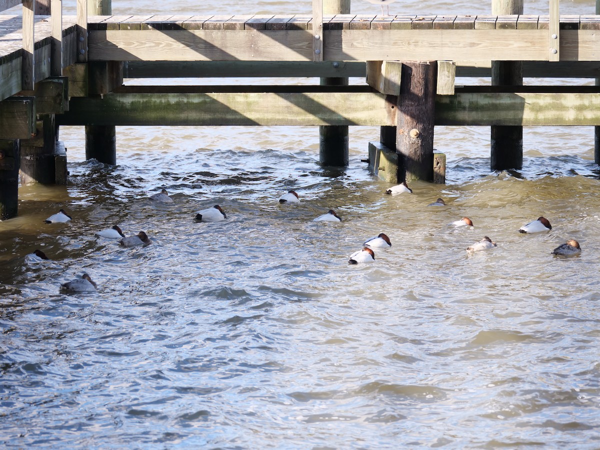 Canvasback - ML629109971