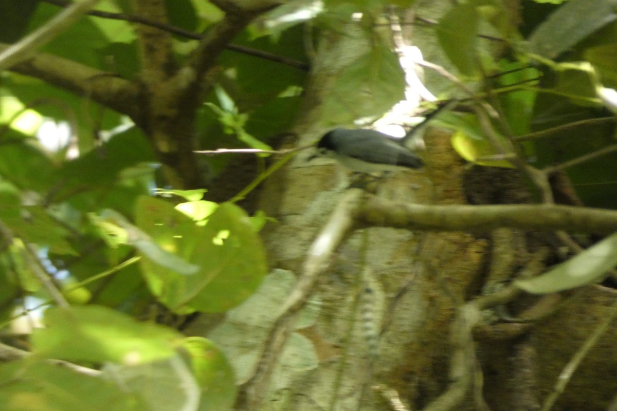 White-browed Gnatcatcher - ML629109983