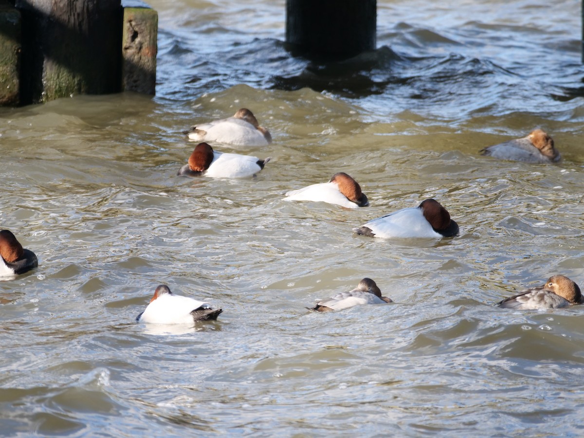 Canvasback - ML629109992