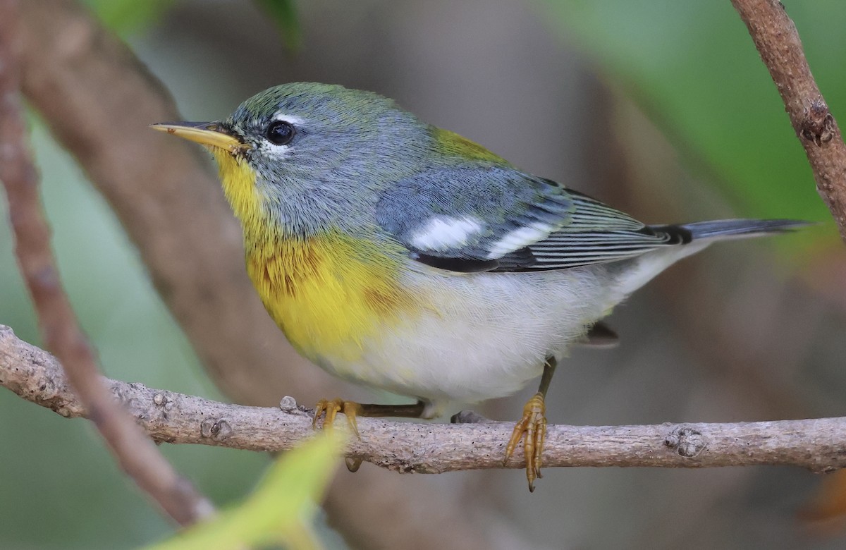 Northern Parula - ML629110037