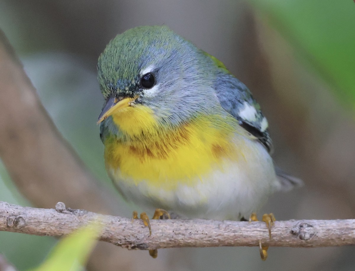 Northern Parula - ML629110046