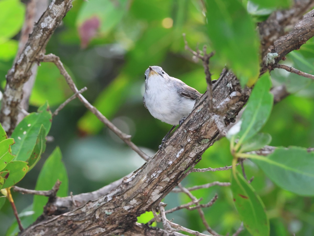 Blue-gray Gnatcatcher - ML629110060