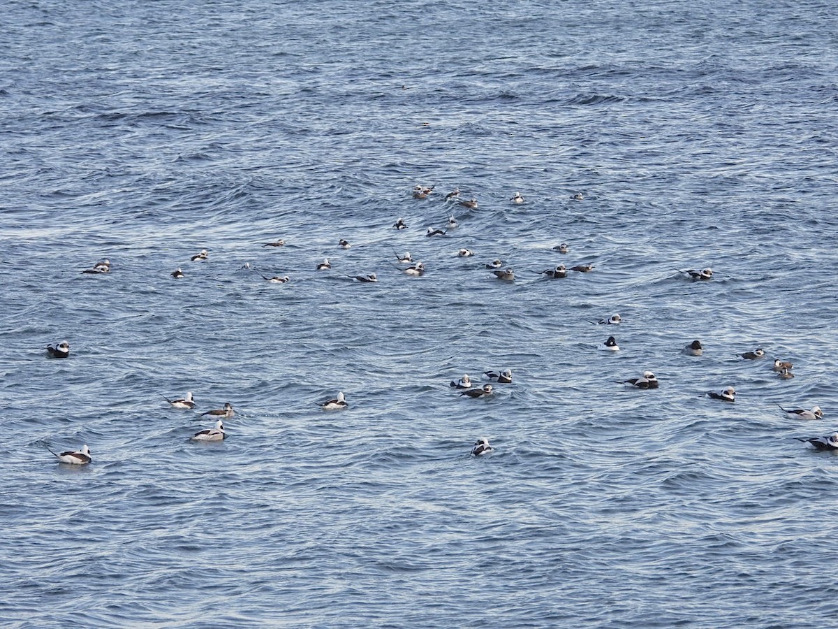 Long-tailed Duck - ML629110124