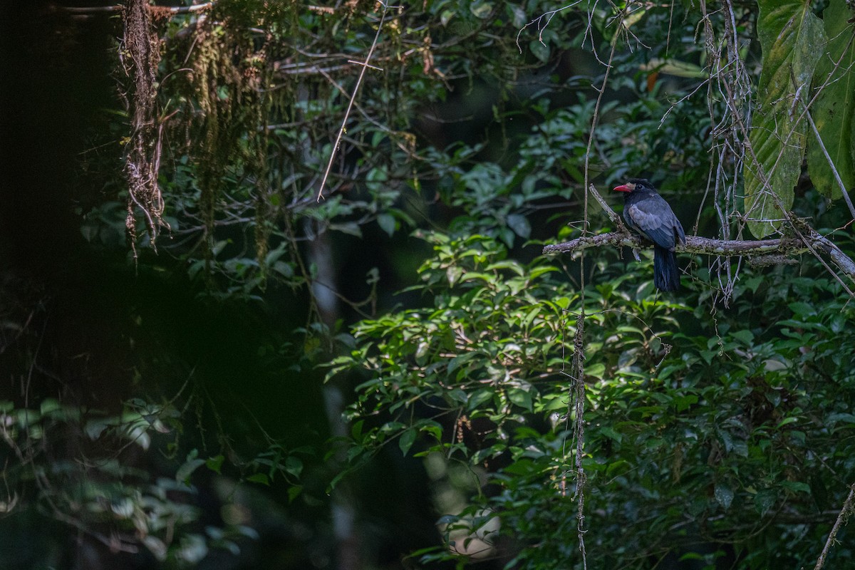 lenivka běločelá - ML629110192