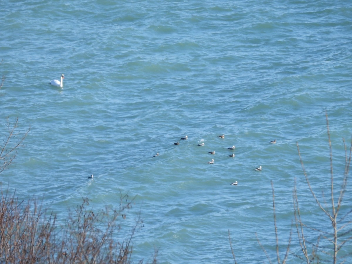 Long-tailed Duck - ML629110213