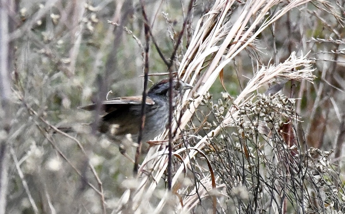 Swamp Sparrow - ML629110293